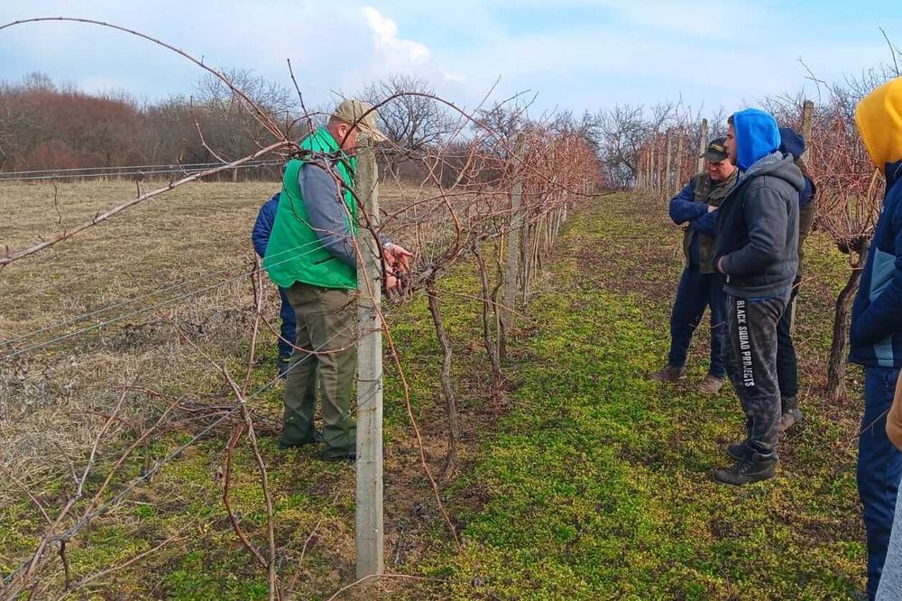 Szőlőmetszés-bemutató lesz Szilágypérben