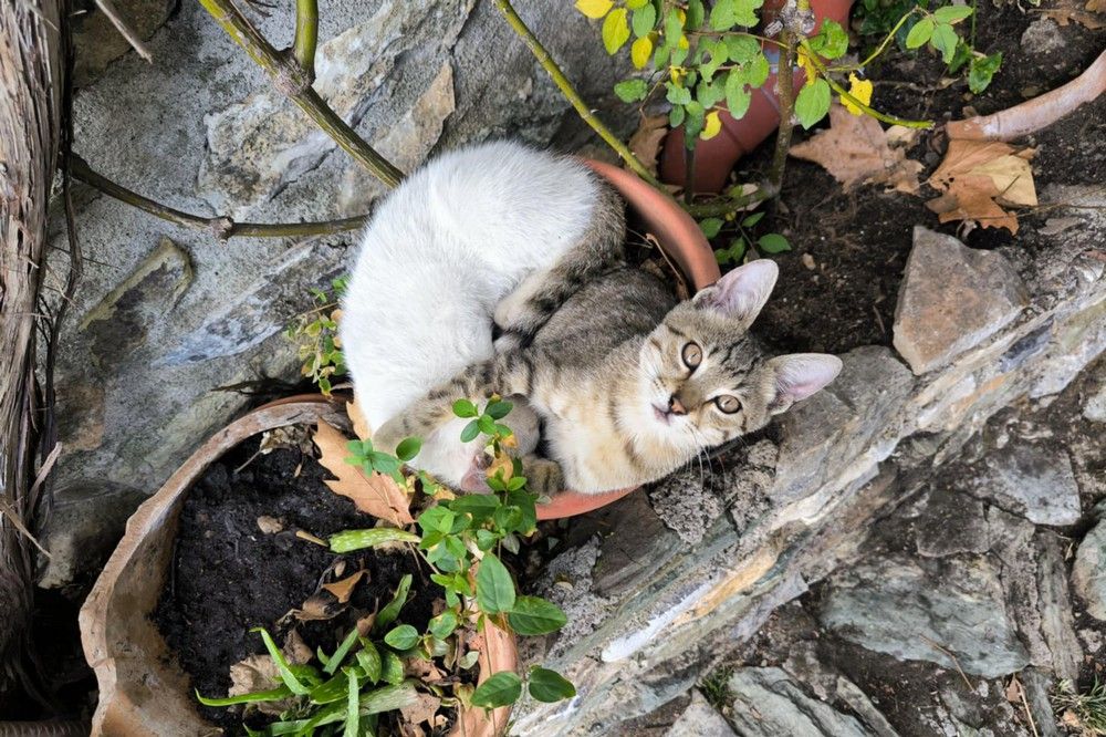 Példátlan válóper: macskatartásdíj fizetésére kötelezték az exférjet