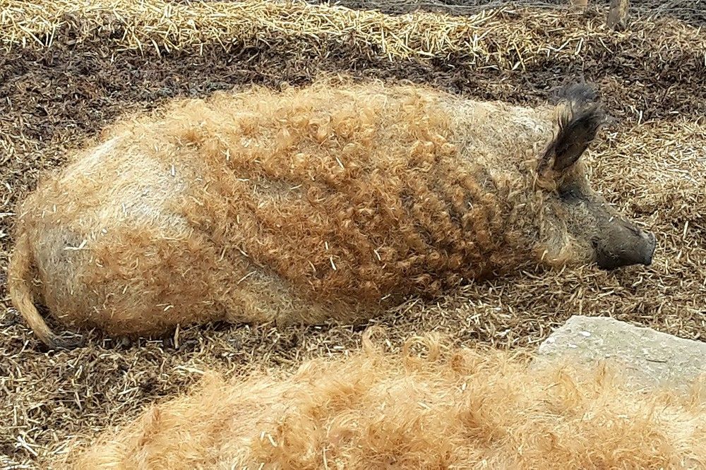 Támogatást igényelhetnek a báznai vagy mangalica sertéseket tenyésztő gazdák