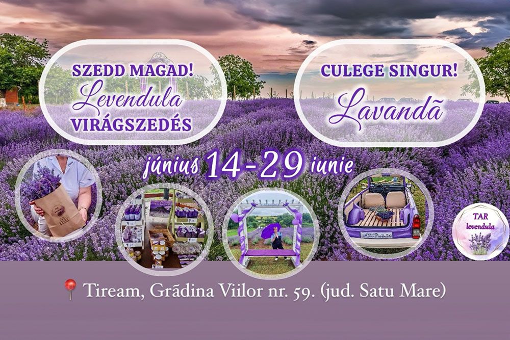 Imádod a levendulát? Akkor június 14. és 29. között látogassa el Mezőteremre és: szedd magad te is!
