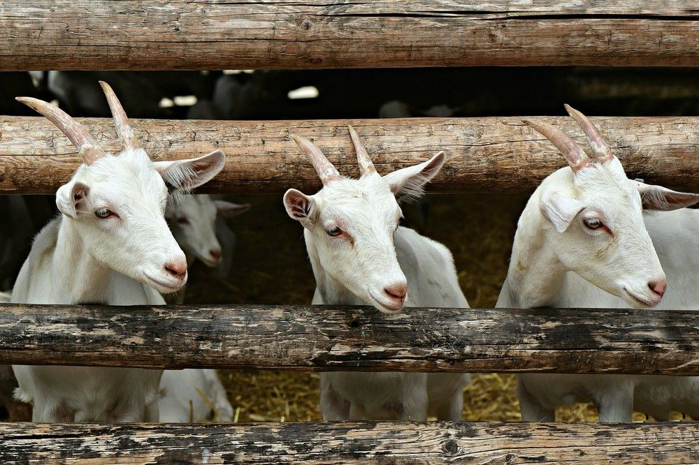 A DSVSA figyelmeztet: azonnal jelenteni kell az elhullott vagy beteg állatokat
