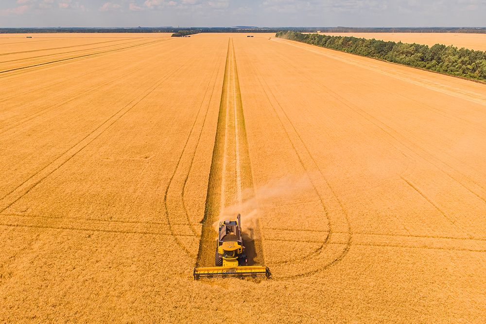 Románia vezeti az EU búzaexportját