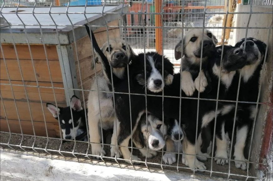 Örökbefogadási napot szervez a Free Life Egyesület