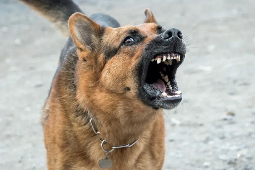 Agresszív kutya pánikot okozott Szilágypérban. A csendőrök segítségét kérték