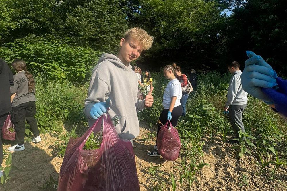 Példamutató környezetvédelmi akció Szatmár megyében: több mint 230 kiló parlagfű gyűlt össze!