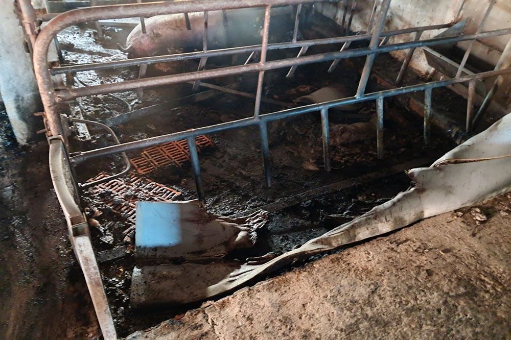 Nagymajtény: 36 malac pusztult el a tűzben; 600 sertést sikerült megmenteni