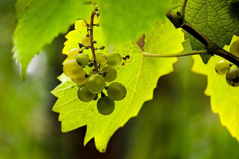 Betegség veszélyezteti a szőlőültetvényeket!