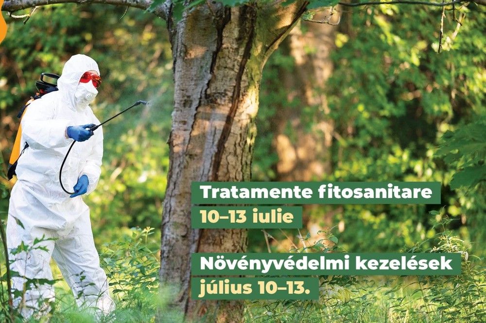 Folytatódik a fák permetezése Szatmárnémeti közterületein
