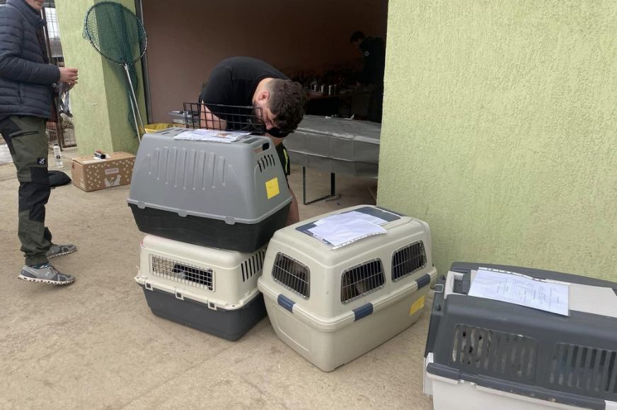 Sikeres volt az akció. Több tucat kutyát ivartalanítottak ingyenesen Vetésen