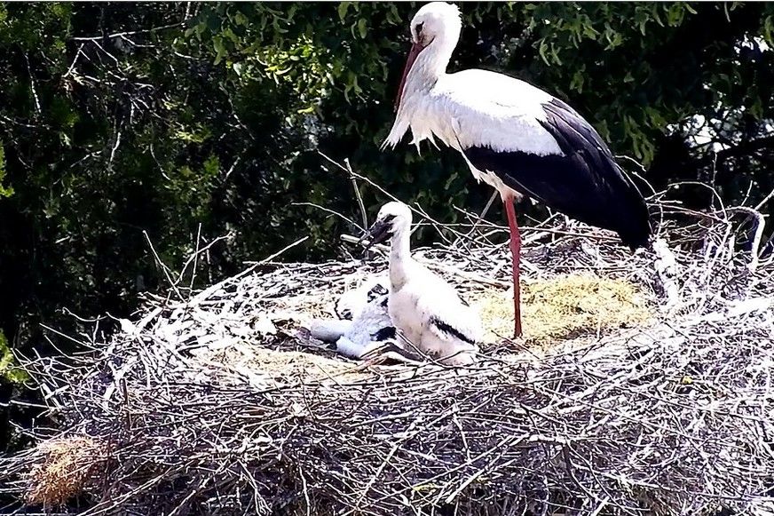 Közös tollászkodással indítják a napot a vetési gólyák! VIDEÓ