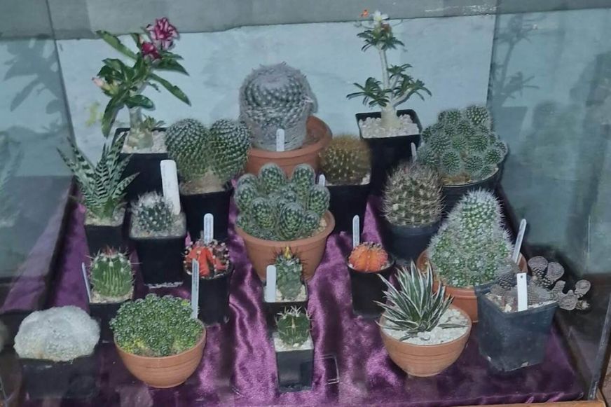 Szúrós növények lepik el a Kaplonyi Polgármesteri Hivatal egyik termét