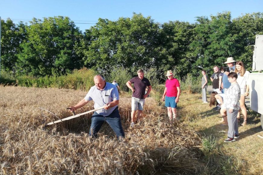 Hagyományos aratási ünnep Lázáriban