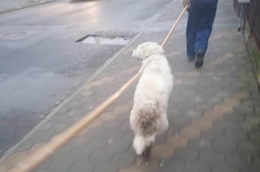 Tasnád: emberekre támadt egy kutya az egyik helyi tanintézmény közelében