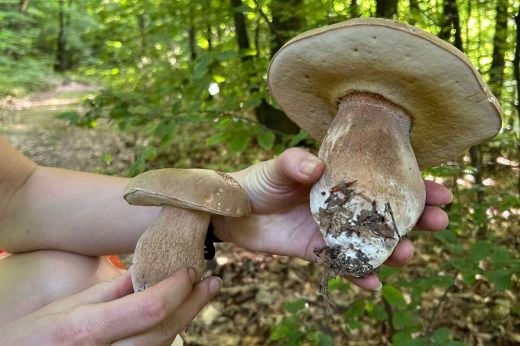 Gombavadászat a csonkási erdőben az ekésekkel