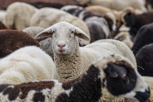 Kecske- és juhállományokat tizedelő betegség miatt tettek óvintézkedéseket a Szatmár megyei hatóságok