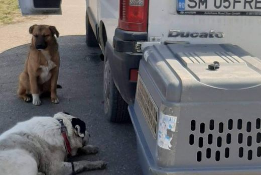 Vészharangot kongat a Free Life Egyesület: annyi az elhagyott, kóbor eb, hogy képtelenség kézben tartani a helyzetet