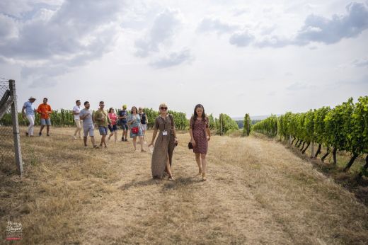 Picnic in the Vineyard – Sikeres volt a halmihegyi bortúra