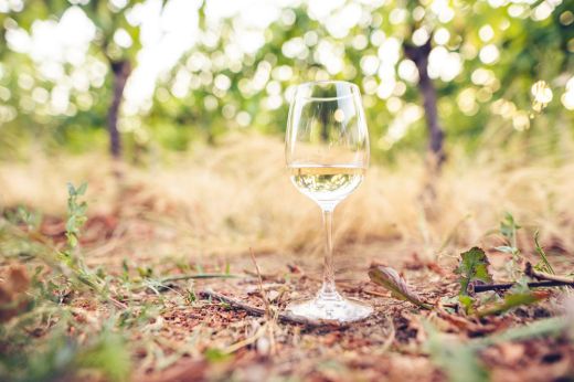 Jó borok, jó hangulat – Picnic in the Vineyard Halmihegyen és környékén