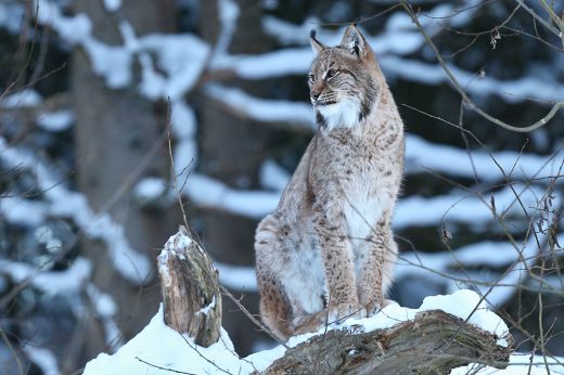 Kihalás szélén állnak a franciaországi hiúzok