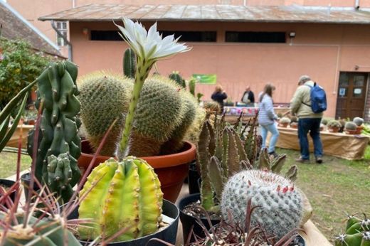 Kaktuszkiállítás: lesz, csak egy picivel később