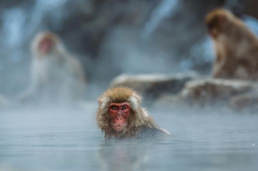 Elkapták és megölték a Jamagucsi japán várost hetek óta terrorizáló majombanda egyik tagját