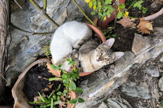 Példátlan válóper: macskatartásdíj fizetésére kötelezték az exférjet