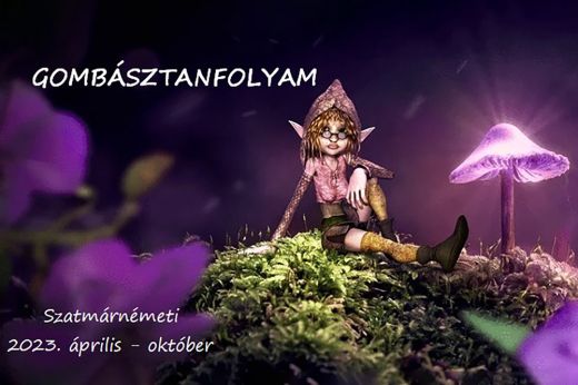 Alapfokú gombásztanfolyam indul Szatmárnémetiben