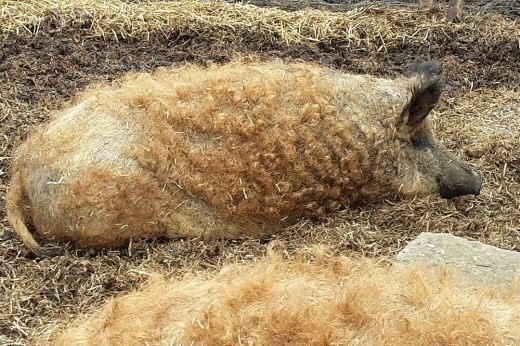 Támogatást igényelhetnek a báznai vagy mangalica sertéseket tenyésztő gazdák