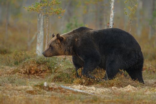 Medvetámadás Székelyföldön: 29 éves férfi került kórházba