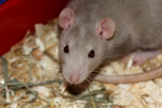 Rágcsálóirtási akcióra kerül sor a szatmárnémeti tömbházak környezetében