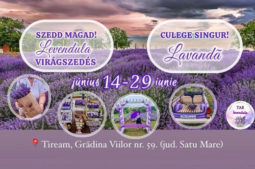 Imádod a levendulát? Akkor június 14. és 29. között látogassa el Mezőteremre és: szedd magad te is!