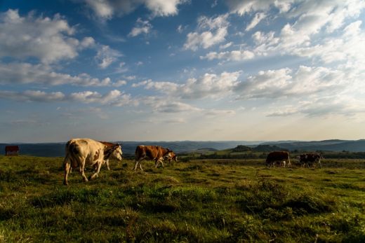 A gazdák 2025-ben is zökkenőmentesen hozzáférhetnek a legelők után járó területalapú támogatásokhoz