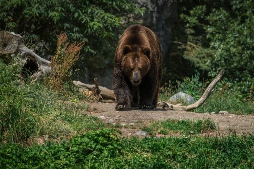 A korábban javasolt szám felére csökkentik a barnamedvék kilövési kvótáját