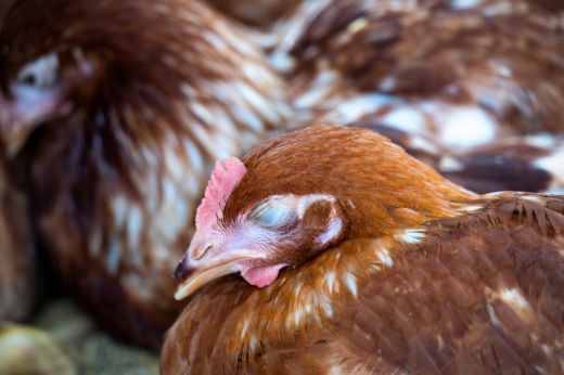 Bírságok, betegség és hidegstressz - akcióban az állategészségügyi felügyelők