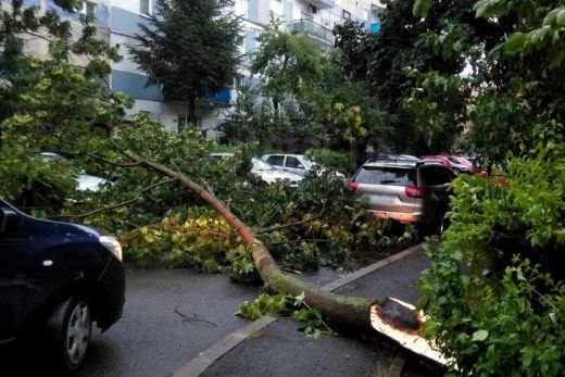 Fát döntött ki Szatmárnémetiben a viharos erejű szél