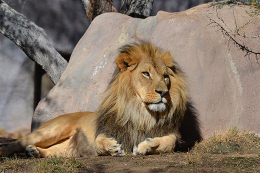 Oroszlánok marcangoltak halálra egy gondozót egy szafariparkban