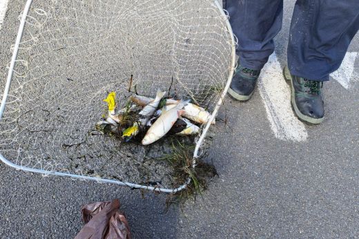 Nagyvárad: 30 kilogramm elpusztult halat emeltek ki a Pece patakból