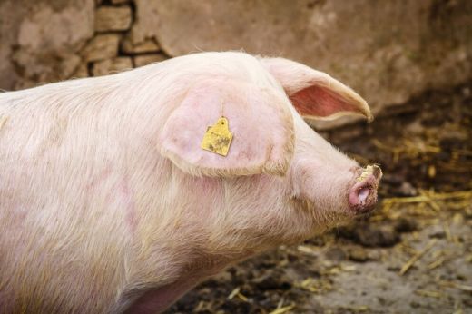 Szokondi gazda kapott 1200 lejes pénzbírságot az állategészségügyi felügyelőktől