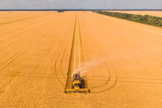 Románia vezeti az EU búzaexportját