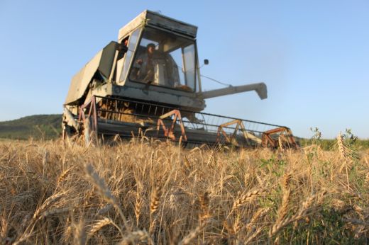 Búzatárolási támogatást igényelhetnek a gazdák: a határidő május 11.