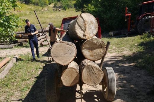 Több mint 200 köbméter, illegálisan kitermelt fát foglalt le a Szatmár megyei rendőrség