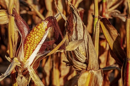 Tervezet: hektáronként 1500 lejig terjedő állami támogatást kapnak az aszálykárosult gazdák
