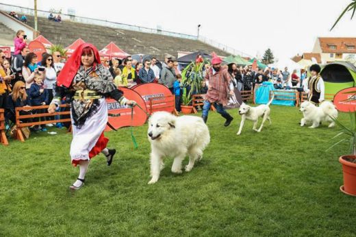 Dog Show 2025 – Holnap kezdődik a szatmári kutyakiállítás – Íme az esemény programja