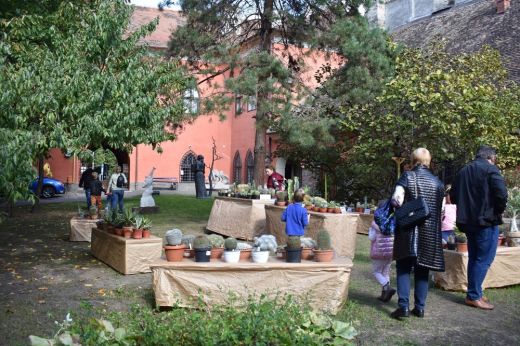 Kaktuszkiállítás: májusban ismét várja a szúrós növények kedvelőit az Aztékium Kaktuszgyűjtő Egyesület