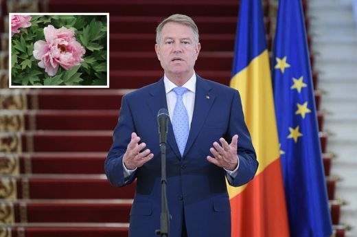 Kihirdette az államfő a bazsarózsát Románia hivatalos nemzeti virágának nyilvánító törvényt