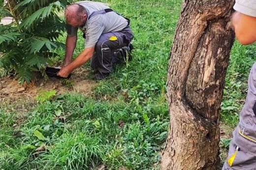 Rágcsálóirtási akció a szatmárnémeti tömbházak környezetében