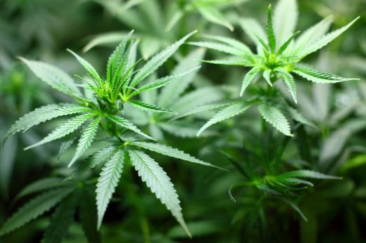 Ohióban megszavazták a marihuána legalizálását és az abortuszhoz való jog beemelését az állam alkotmányába