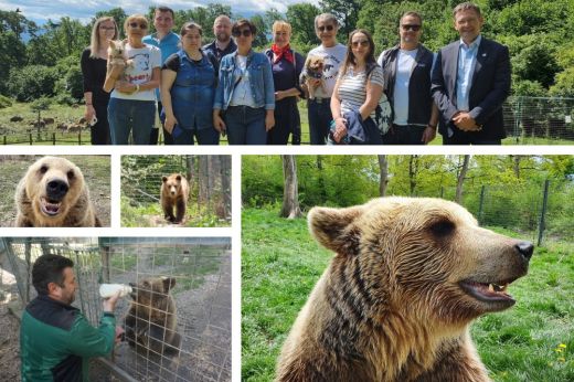 A TotalEnergies Romania medvebocsot fogad örökbe a zernyesti Libearty medverezervátumból