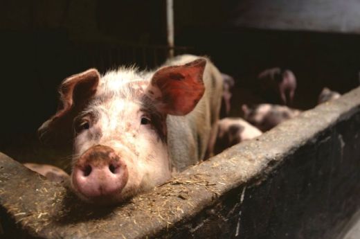 Disznóvágások időszaka: a hosszú hétvégén is számos helyszínen végeznek trichinella-vizsgálatot