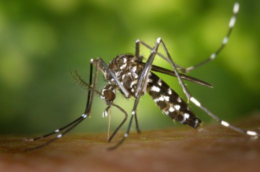 Genetikailag módosított szúnyogokat engednek szabadon Zágrábban a természetes állomány elpusztítására